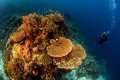 Coral Garden Drop off